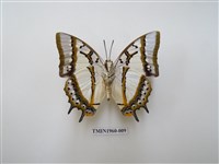 藏品(雙尾蛺蝶)的圖片